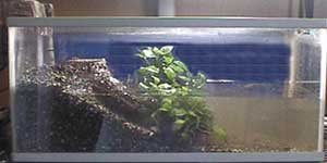 MY terrarium4